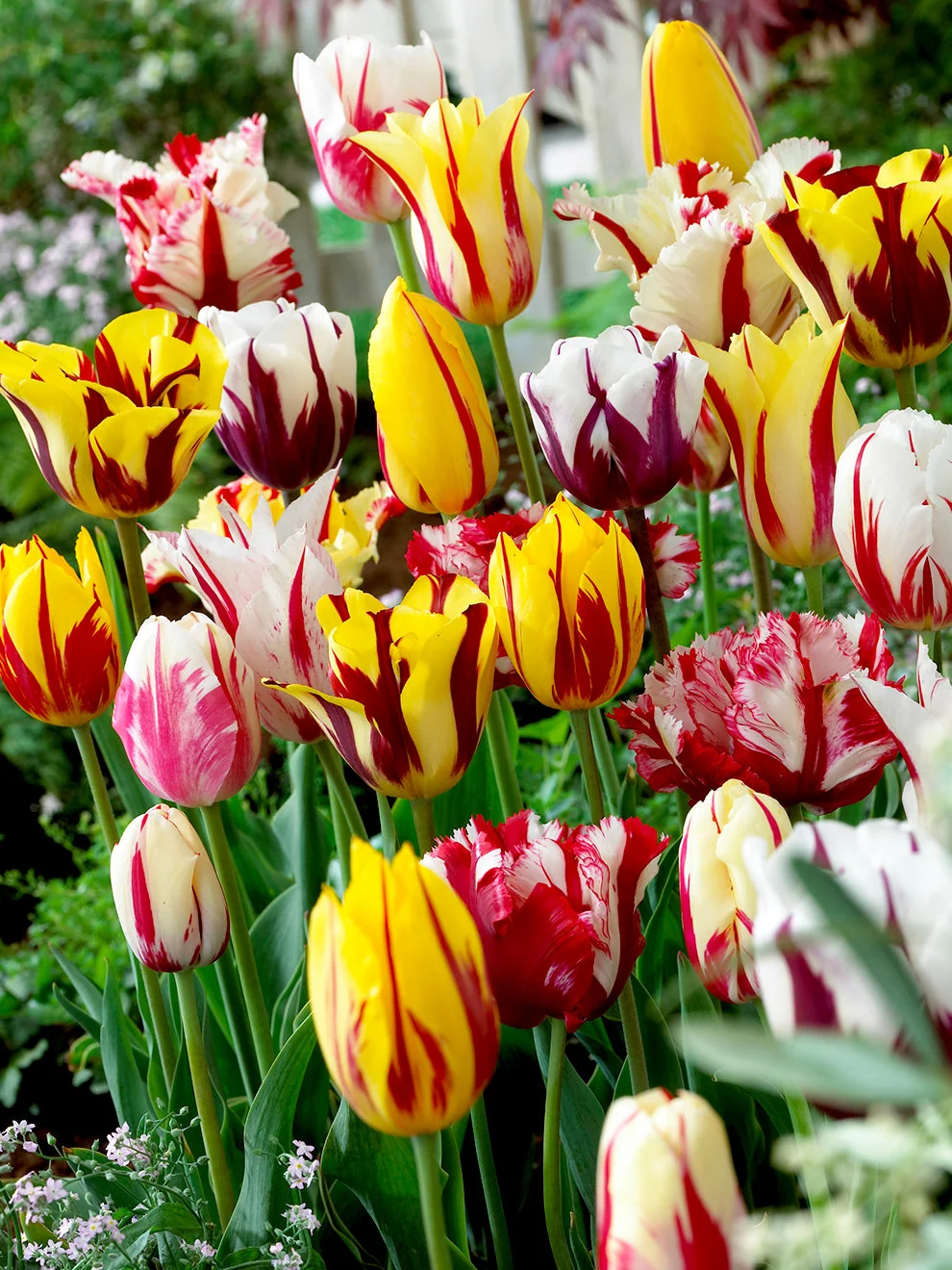 Colourful striped flowers in the Tulip Rembrandt Mix