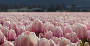 Rows of salmon-coloured tulips at a DutchGrown flower farm