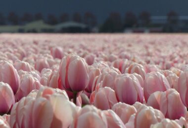 Rows of salmon-coloured tulips at a DutchGrown flower farm