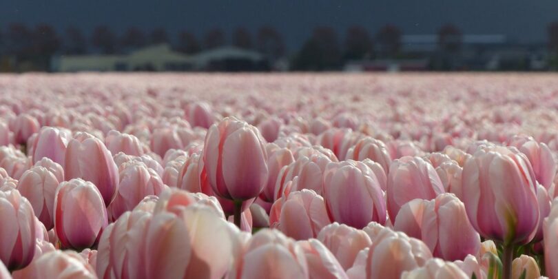 Rows of salmon-coloured tulips at a DutchGrown flower farm