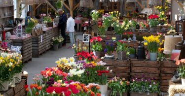 A colourful DutchGrown flower bulb display in a garden