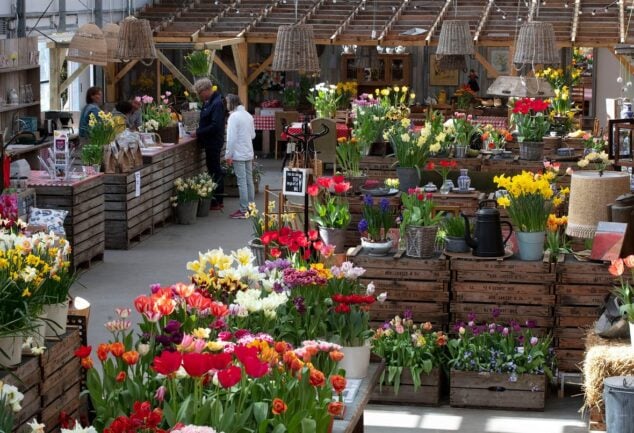A colourful DutchGrown flower bulb display in a garden