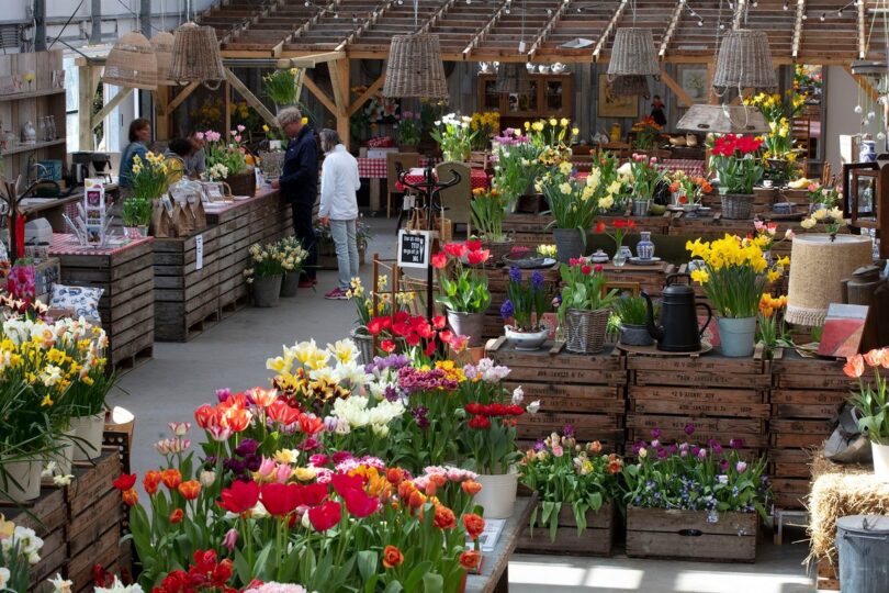A colourful DutchGrown flower bulb display in a garden