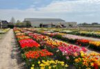 DutchGrown show garden with rows of flowering tulips