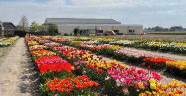 DutchGrown show garden with rows of flowering tulips