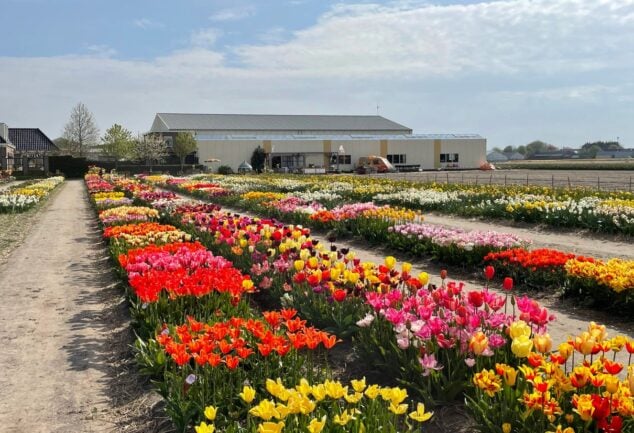DutchGrown show garden with rows of flowering tulips
