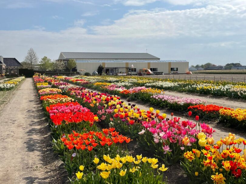 DutchGrown show garden with rows of flowering tulips