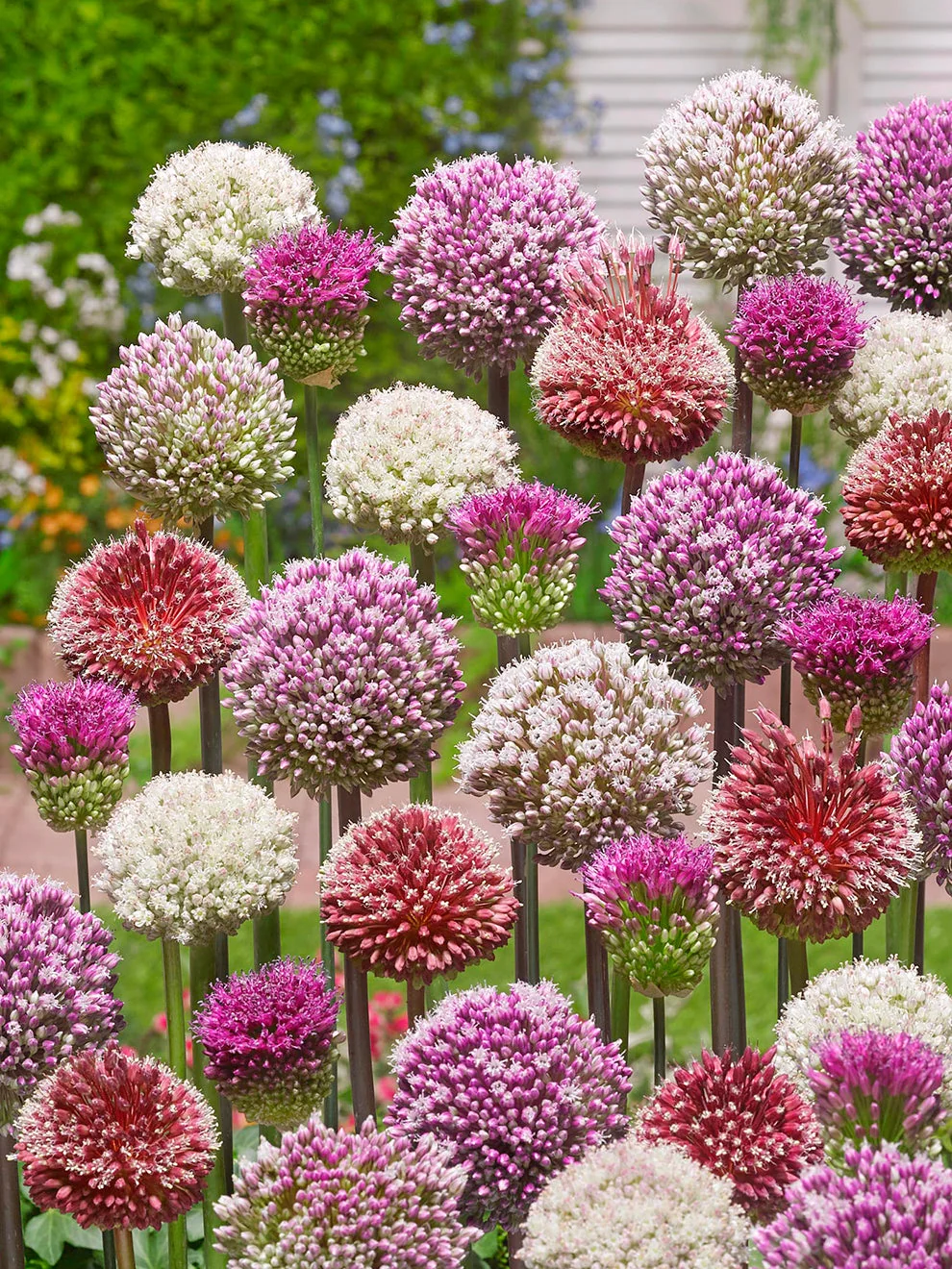 Mixed flowering alliums from the Tropical Tides collection