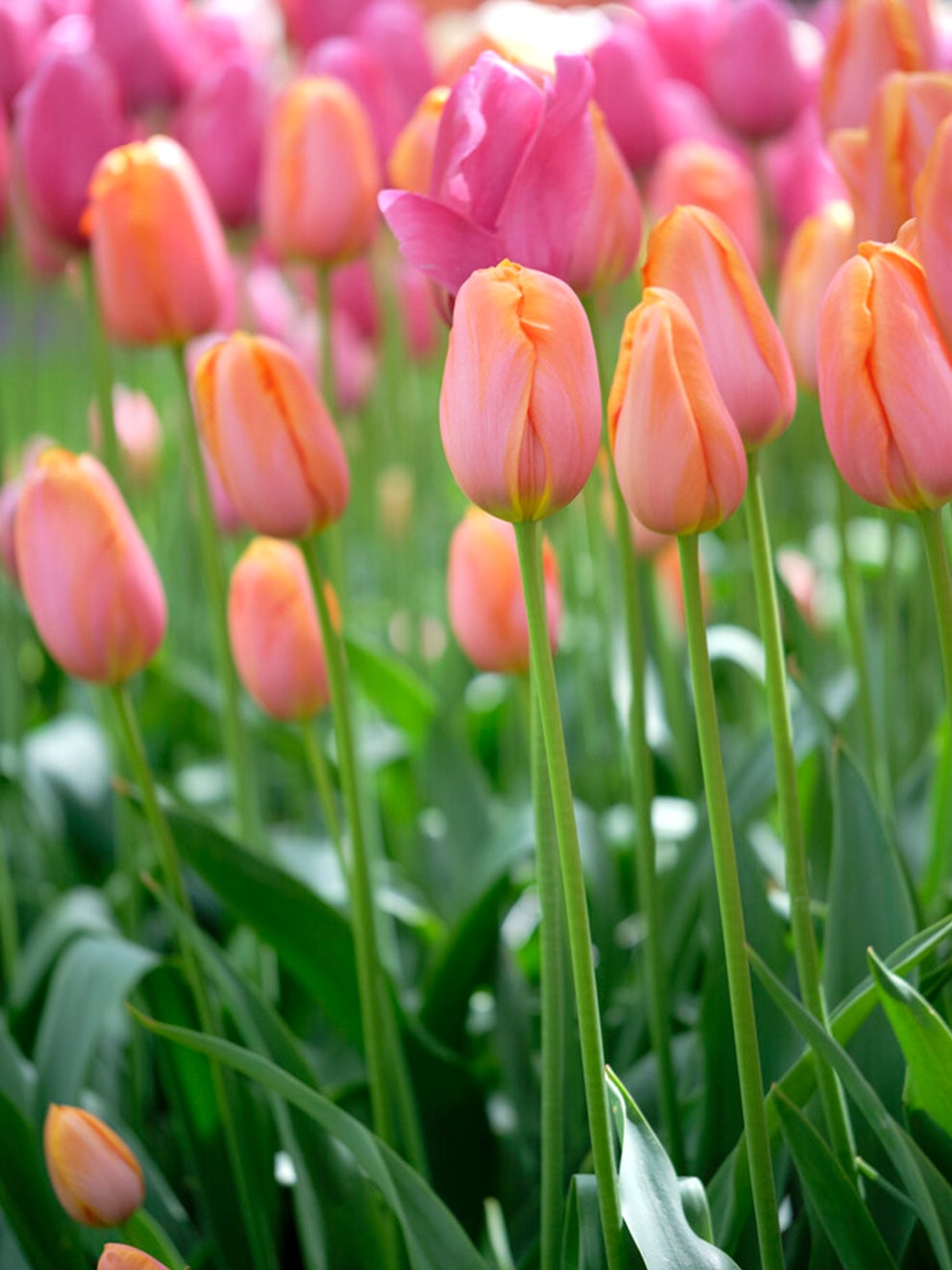 Salmon and raspberry petals of a Tulip Dordogne bloom