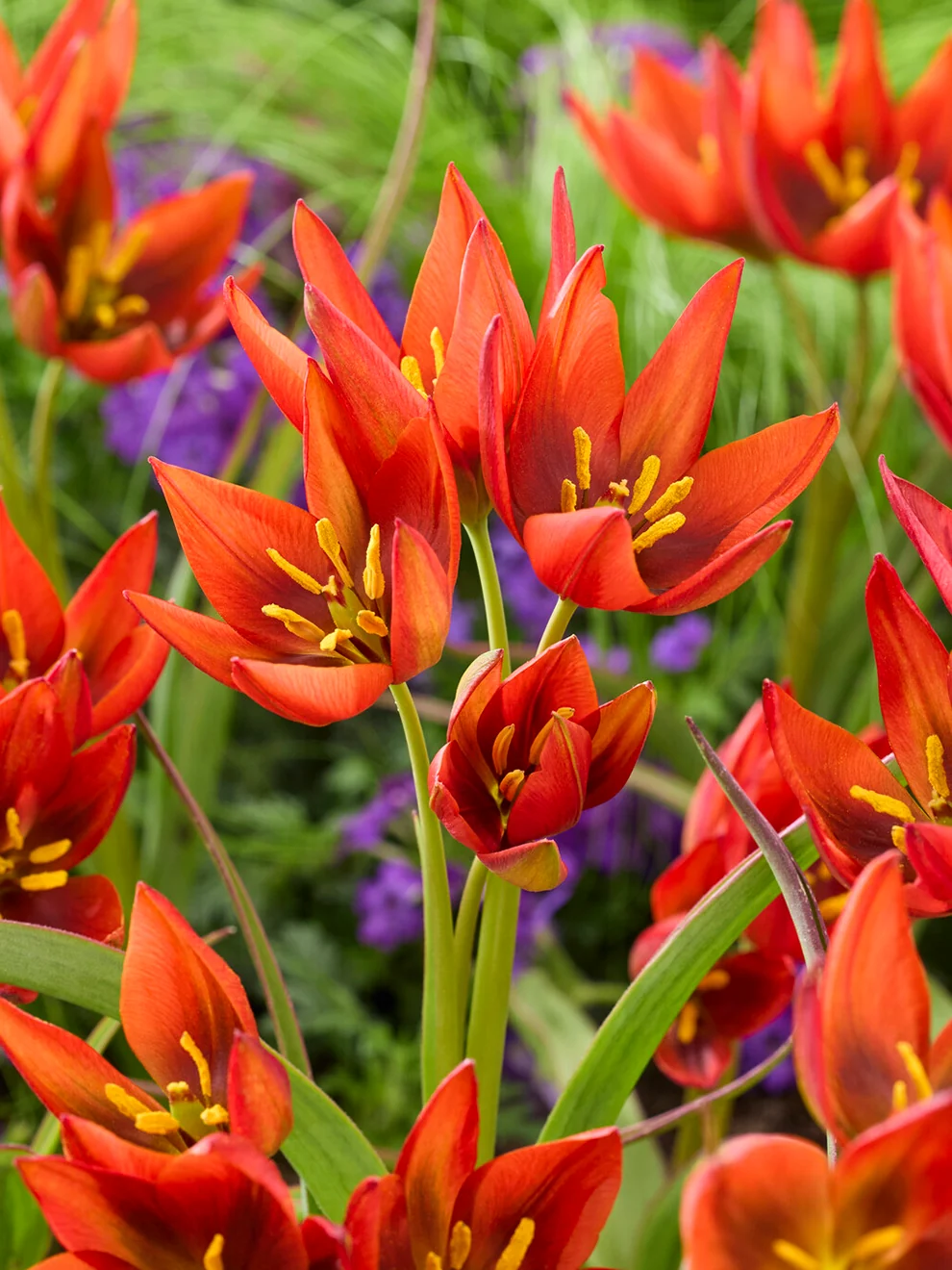 Tulip Mara blooms shown as a garden flower